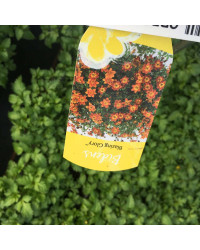 Bidens Blazing Glory