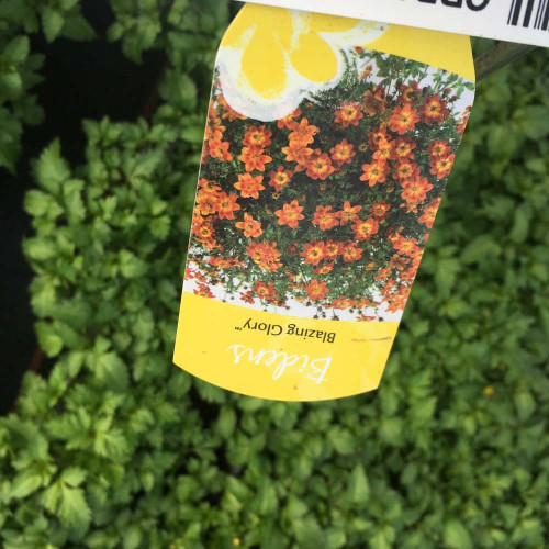 Bidens Blazing Glory