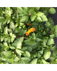Bidens Blazing Glory