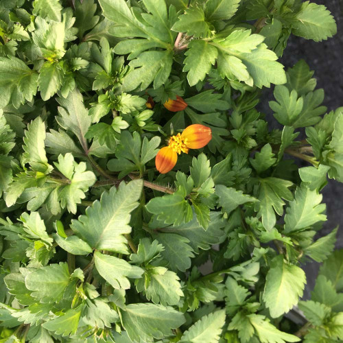 Bidens Blazing Glory