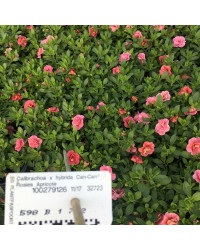 Calibrachoa Cancan Rosies Apricote