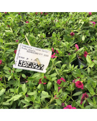 Calibrachoa Cancan Rosies Magenta