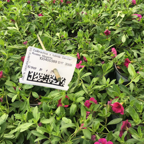 Calibrachoa Cancan Rosies Magenta