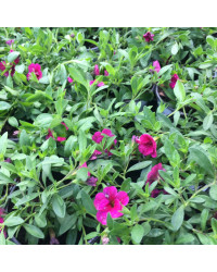Calibrachoa Cancan Rosies Magenta
