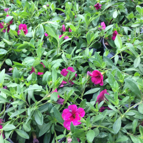 Calibrachoa Cancan Rosies Magenta