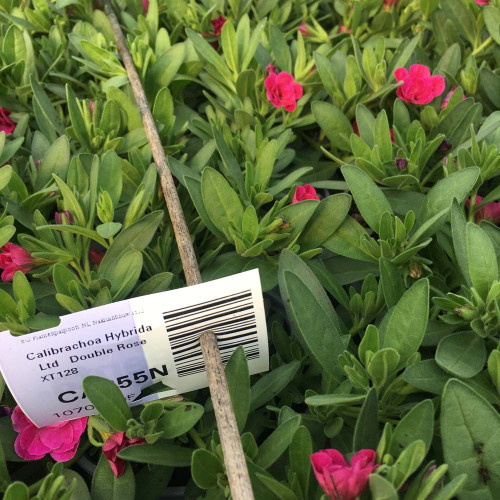 Calibrachoa Hybrida Double Rose