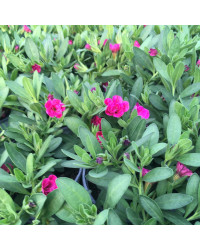 Calibrachoa Hybrida Double Rose