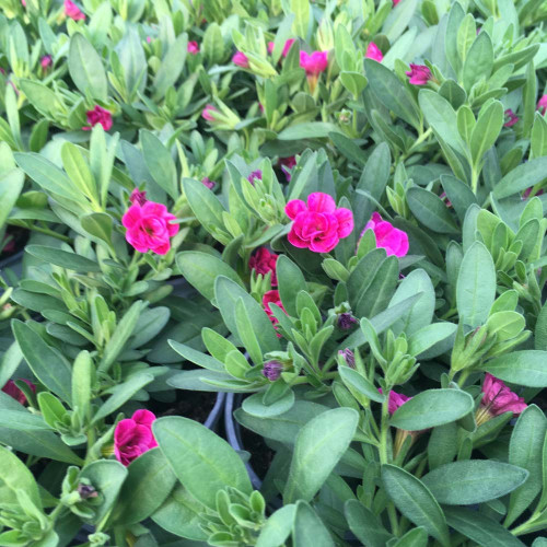 Calibrachoa Hybrida Double Rose