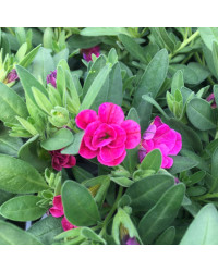 Calibrachoa Hybrida Double Rose