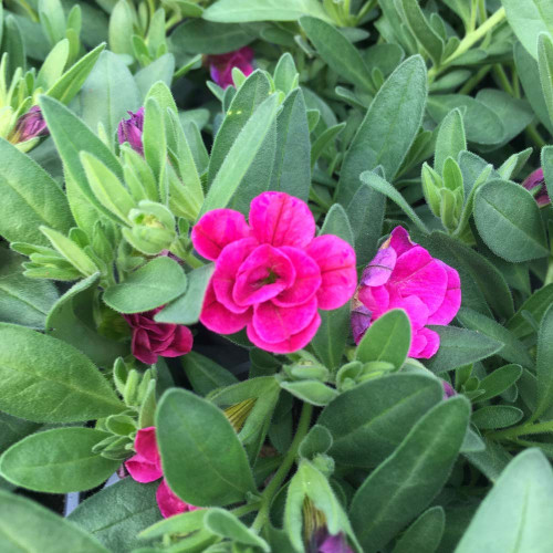 Calibrachoa Hybrida Double Rose