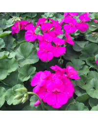 Geranium Lierre Interspecific Caliente Lavender Applied