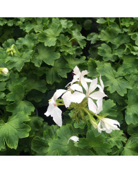 Geranium Fireworks White