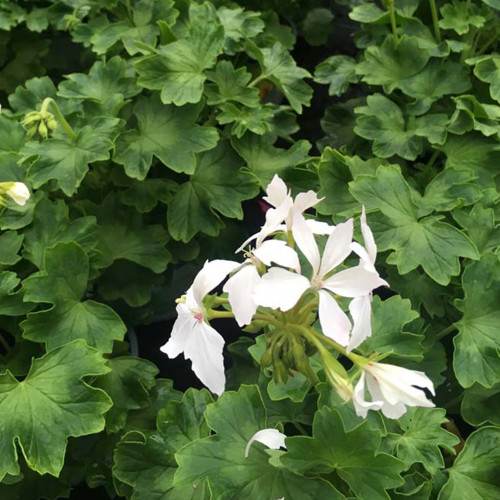 Geranium Fireworks White