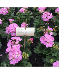 Geranium Zonal Greta