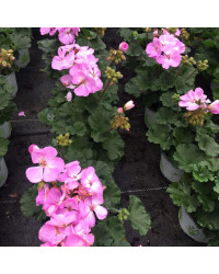 Geranium Zonal Greta