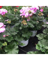 Geranium Zonal Greta