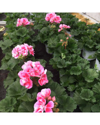 Geranium Zonal Spanish Wine Rose