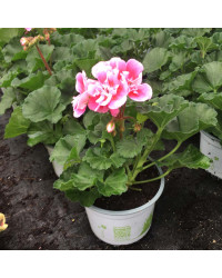 Geranium Zonal Spanish Wine Rose