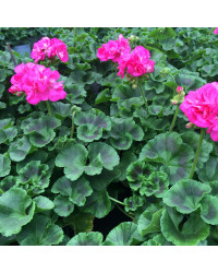 Geranium Zonal Toscana Hanna