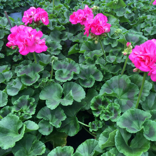 Geranium Zonal Toscana Hanna