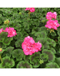 Geranium Zonal Toscana Hanna