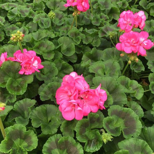 Geranium Zonal Toscana Hanna