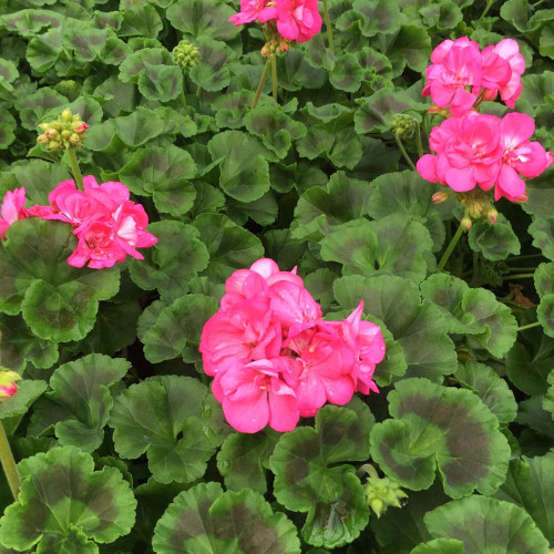 Geranium Zonal Toscana Hanna
