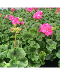 Geranium Zonal Toscana Hanna