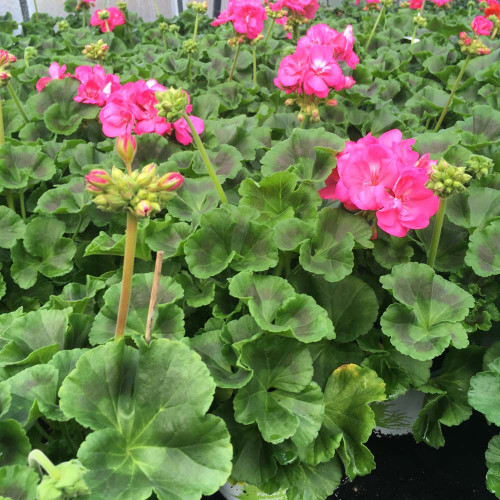 Geranium Zonal Toscana Hanna