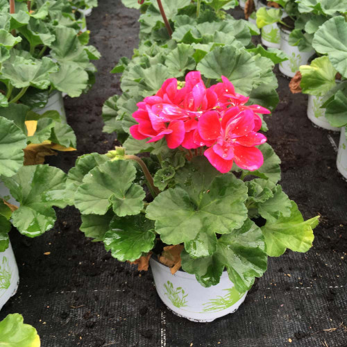 Geranium Zonal Toscana Hero