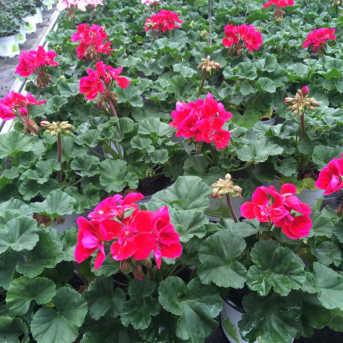 Geranium Zonal Toscana Hero