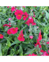 Nemesia Sunsatia Plus Raspberry