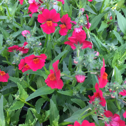 Nemesia Sunsatia Plus Raspberry