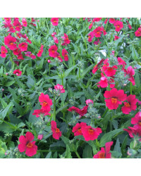 Nemesia Sunsatia Plus Raspberry