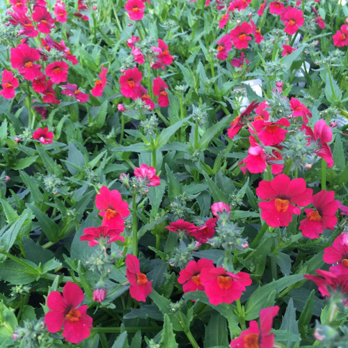 Nemesia Sunsatia Plus Raspberry