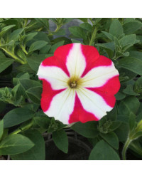 Petunia Amore Mio