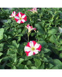 Petunia Amore Mio