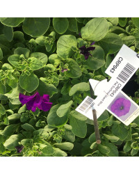 Petunia Retombant Surfinia Giant Blue