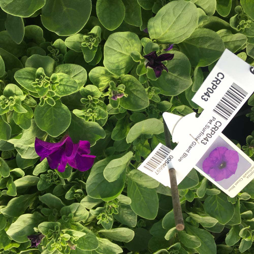 Petunia Retombant Surfinia Giant Blue