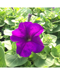 Petunia Retombant Surfinia Giant Blue