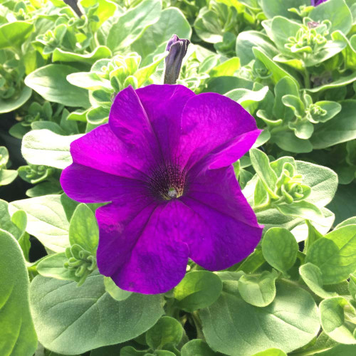 Petunia Retombant Surfinia Giant Blue