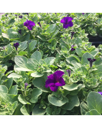 Petunia Retombant Surfinia Giant Blue