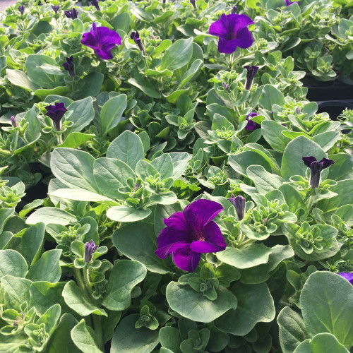 Petunia Retombant Surfinia Giant Blue