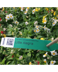 Trixi Triomio Sunsatia Little Alegria