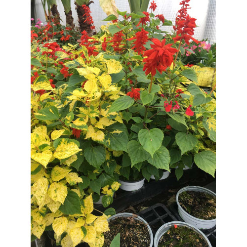 Sauge Splendens Dancing Flame