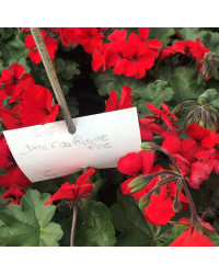 Geranium Lierre Interspecific Caliente Fire
