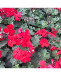 Geranium Lierre Interspecific Caliente Fire