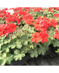 Geranium Lierre Interspecific Caliente Fire