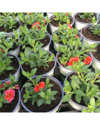 Calibrachoa Aloha Red Cart Wheel
