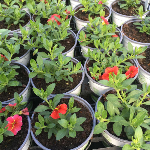 Calibrachoa Aloha Red Cart Wheel